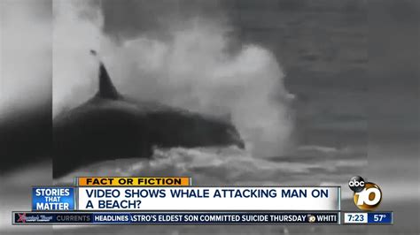 Killer Whale Attacks Man On Beach