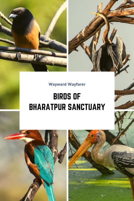 Bharatpur Bird Sanctuary: A Photoblog | Solo travel, World heritage sites, Forest department