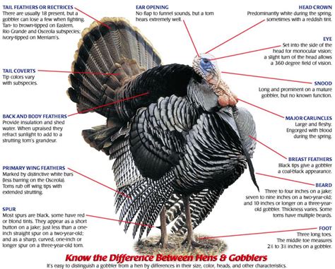 Turkey Anatomy Diagram