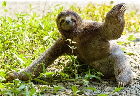 Sloth Poop: Everything You've Ever Wanted to Know - A-Z Animals