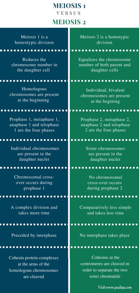 Difference Between Meiosis 1 and Meiosis 2 | Stages, Process, Function, Comparison