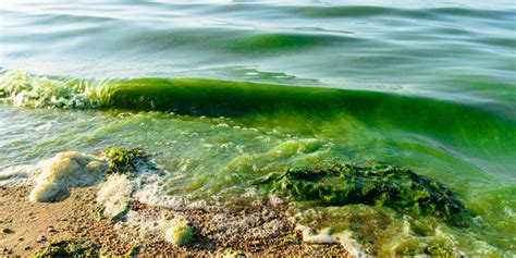 National Institute of Environmental Health Sciences: Algal Blooms