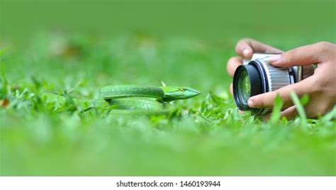 48 Snake mobile camera Images, Stock Photos & Vectors | Shutterstock