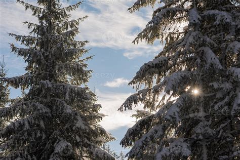 winter landscape in forest at sunset 10702573 Stock Photo at Vecteezy