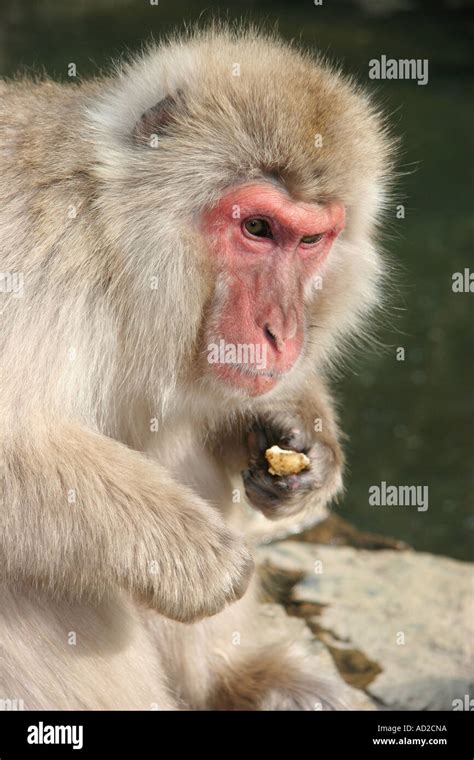 Japanese macaque at a hot spring in Nagano Stock Photo - Alamy