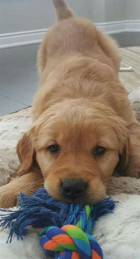 Golden Retriever Playing | Puppies, Cute dogs, Retriever puppy