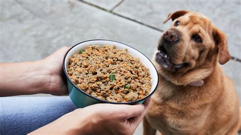 Best 5 Tips For Pet Health, Food, and Recipes You Need to Know - Viral ...