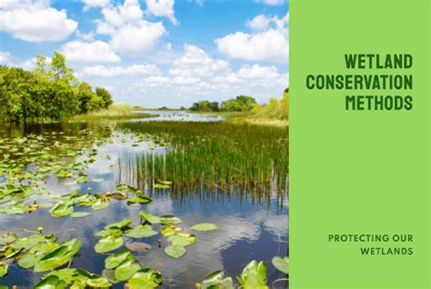 Wetland Conservation Methods You Need to Know