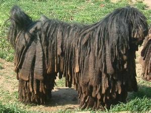 Bergamasco Sheepdog (Bergamasco Shepherd Dog) Info, Puppies, Temperament, Pictures