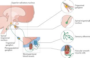 Calcitonin gene-related peptide — beyond migraine prophylaxis | Nature Reviews Neurology