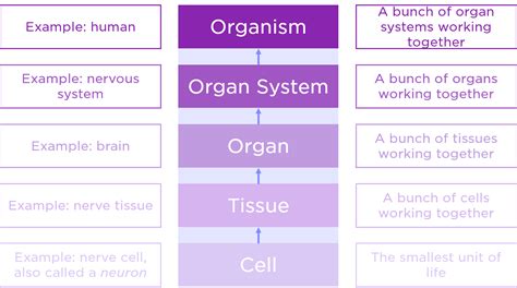 Describe the Levels of Organization in a Multicellular Organism ...