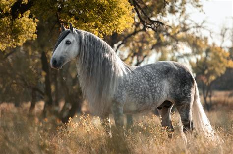 Horse Breed: Andalusian - Horse Riding Holidays and Safaris