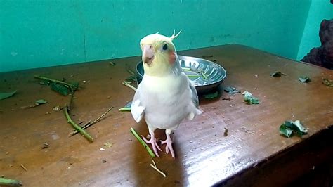 Happy Cockatiel singing and playing - YouTube