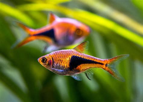 Harlequin Rasbora (Per piece) – Pets and Life