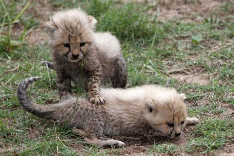 Cheetah Cubs stock photo. Image of africa, small, cheetah - 14135952