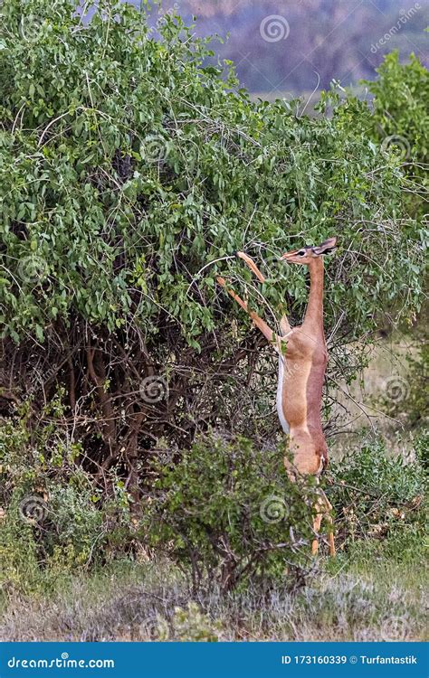 Gerenuk Standing Up and Eating in Samburu, Kenya, Africa Stock Image ...