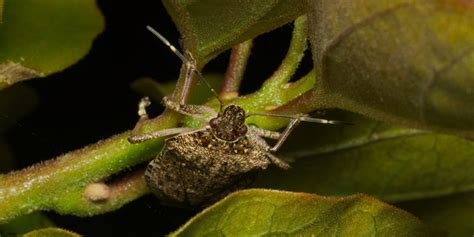 10 Facts You Didn’t Know About Stink Bugs - Plunkett's Pest Control