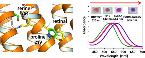 Created new artificial rhodopsin protein – Expecting elucidation of neural networks in the deep ...