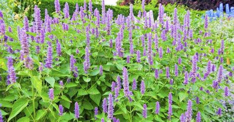 Anise Hyssop: How to Grow, Plant and Care | Florgeous