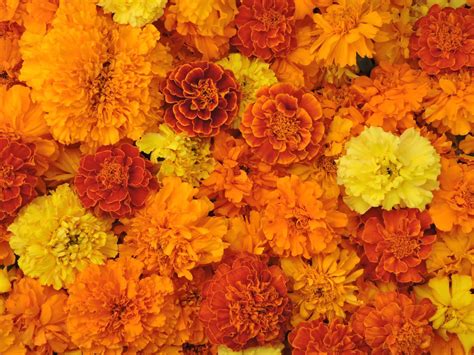 Marigold, Magnificent Mix – Snake River Seed Cooperative