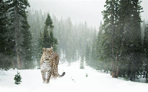 Why are snow Leopards endangered? | Environment Buddy