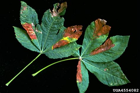 Guignardia blotch of buckeyes and horsechestnuts (Guignardia aesculi)