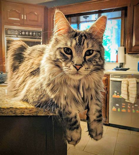 Michigan Cat Shows Off World's Longest Tail, The Floofiest 'Featherduster' in These Photos ...