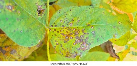 2,535 Bacterial plant diseases Images, Stock Photos & Vectors | Shutterstock