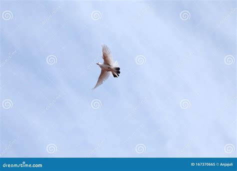 White Pigeon Flying at Blue Sky Stock Image - Image of faith, religion ...