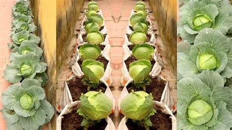 Brilliant Idea | Growing Cabbage at Home, easy for Beginners | TEO Garden - Gardening Ace