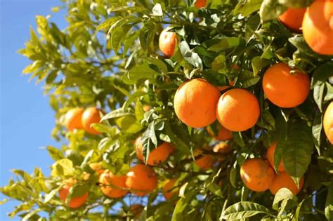 How To Grow An Orange Tree | Lawn.com.au