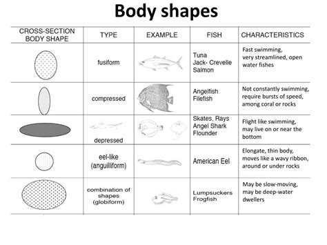 PPT - FISH FORM AND FUNCTION PowerPoint Presentation, free download ...