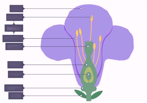 Plant Reproduction Diagram | Quizlet