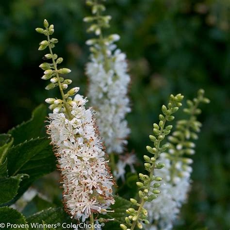 Clethra - A Growing Guide for Summersweet Shrubs | Garden Design