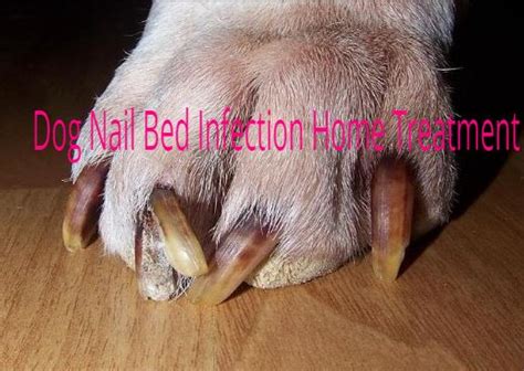 Dog Nail Bed Infection Home Treatment - Dogsforest.com