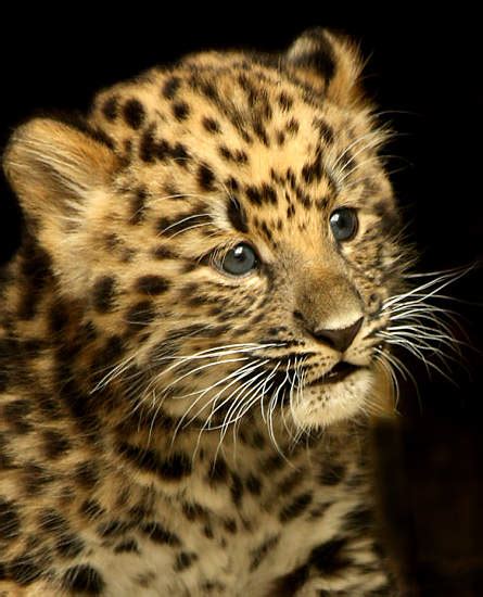 Baby Leopard - Animal Facts Encyclopedia