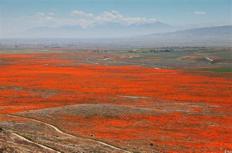 Antelope Valley Poppy Reserve in California | Amusing Planet