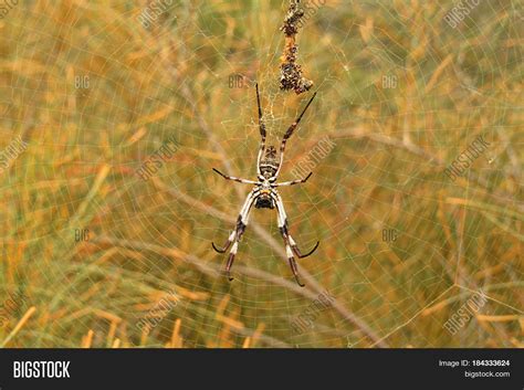 Golden Orb Spider Web Image & Photo (Free Trial) | Bigstock