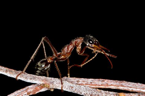 11 Terrifying Facts About Zombie Ants