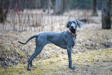 2,536 Blue_weimaraner Royalty-Free Images, Stock Photos & Pictures | Shutterstock