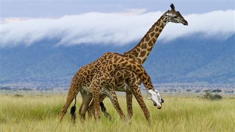 Reticulated Giraffe Facts Habitat Adaptations Pictures