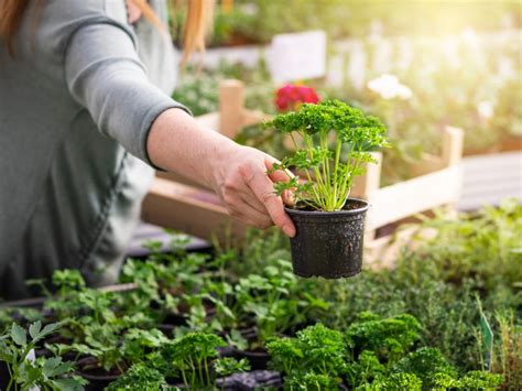 Greenhouse Herb Gardening - Using A Greenhouse For Growing Herbs