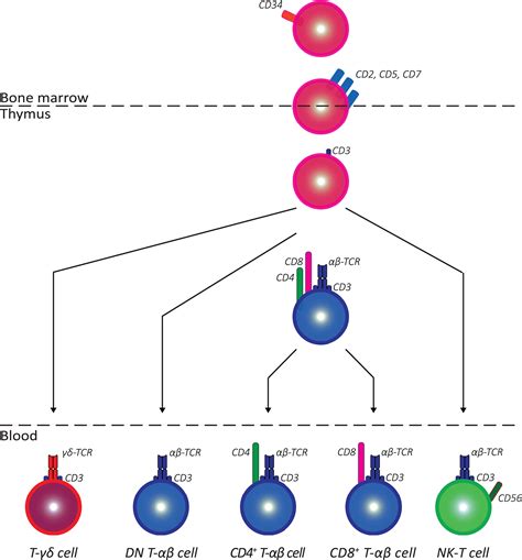 Comprehensive Phenotyping of T Cells Using Flow Cytometry - Mousset - 2019 - Cytometry Part A ...