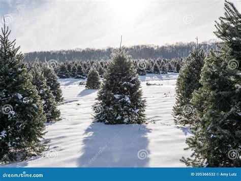 Snow Covered Christmas Trees at Local Tree Farm Stock Photo - Image of ...