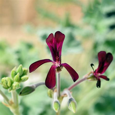 South African geranium (Pelargonium sidoides) Flower, Leaf, Care, Uses ...