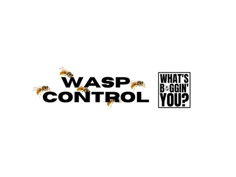 Wasp Control — What's Buggin' You?