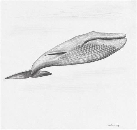 Whale Pencil Drawing Print Drawing by Laura Stribbling - Fine Art America