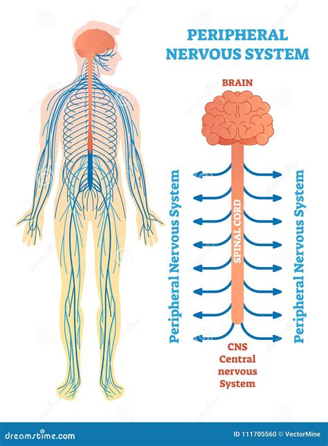 Peripheral Nervous System Diagram