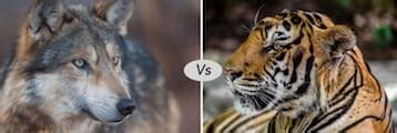 Tiger vs wolf fight comparison- who will win?