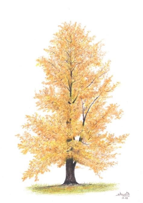 Ginkgo Tree by aakritiarts on DeviantArt